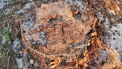 Pinus elliottii densa