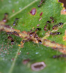 Trichomyrmex