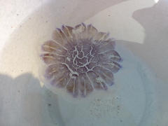 Cyanea lamarckii