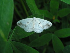 Lomographa temerata