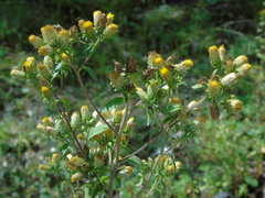 Pentanema squarrosum