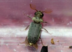 Xyletineurus bombycinus