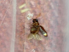 Xyletineurus bombycinus