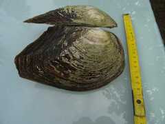 Sinanodonta woodiana