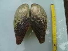 Sinanodonta woodiana