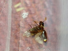 Xyletineurus bombycinus