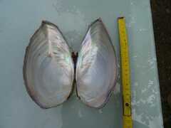 Sinanodonta woodiana