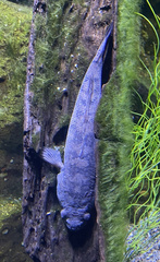 Oxyeleotris lineolata