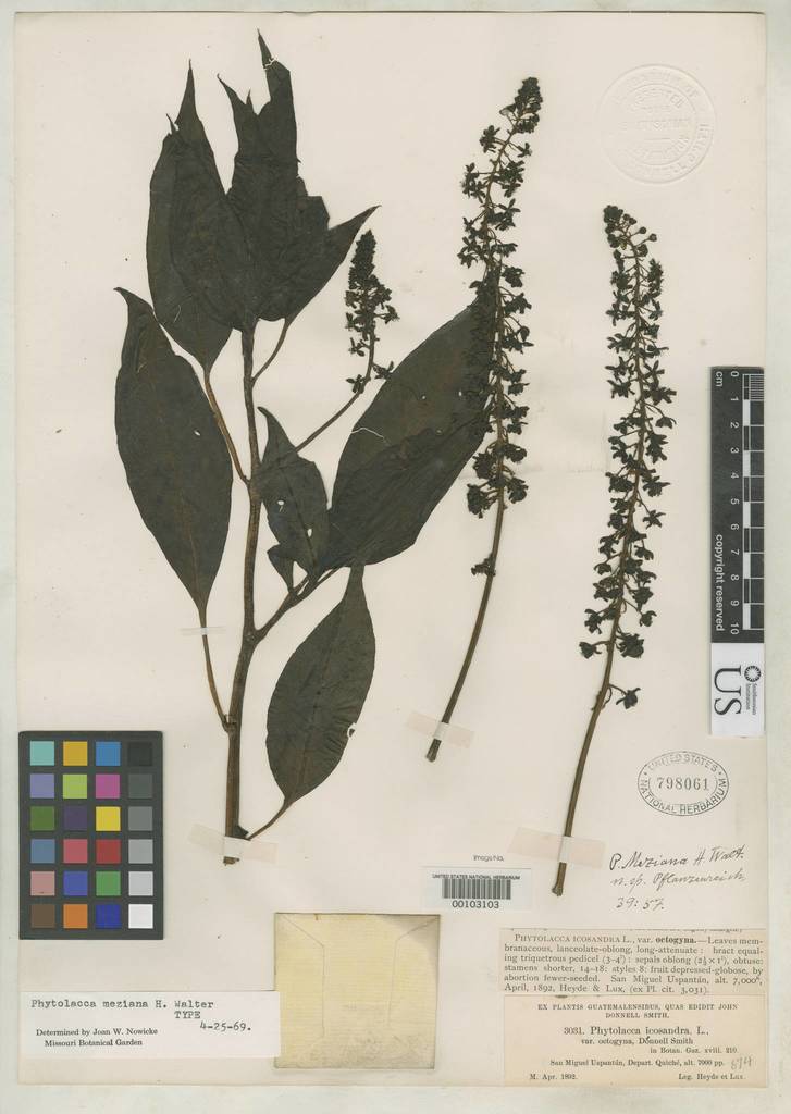 Phytolacca meziana