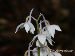 Calanthe aristulifera