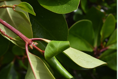 Scyphiphora hydrophylacea