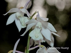 Calanthe aristulifera