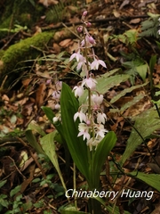 Calanthe aristulifera