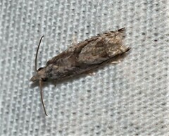 Holocola thalassinana