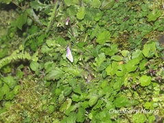 Mazus alpinus