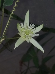 Passiflora capsularis