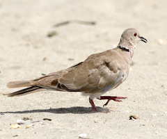 Streptopelia decaocto