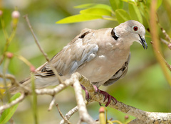 Streptopelia decaocto