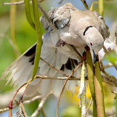 Streptopelia decaocto