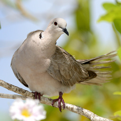 Streptopelia decaocto