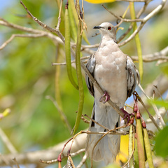 Streptopelia decaocto