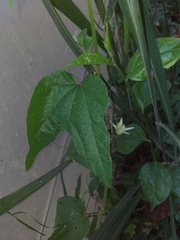 Passiflora capsularis