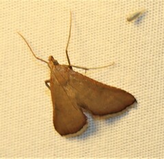 Endotricha pyrosalis