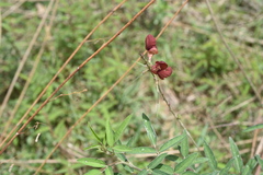 Macroptilium lathyroides