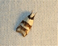 Eulechria triferella