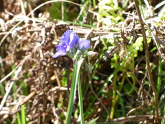 Tradescantia ohiensis