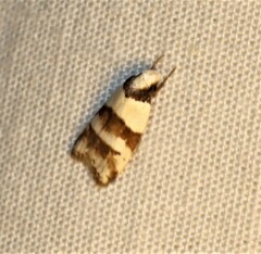 Eulechria triferella