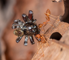 Hyllus