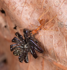 Hyllus