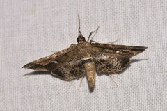 Merodictya marmorata