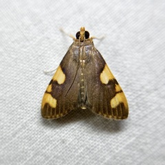 Rehimena infundibulalis