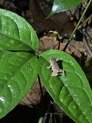 Rhinella