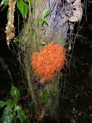 Brownea macrophylla