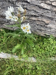 Senecio smithii