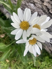 Senecio smithii