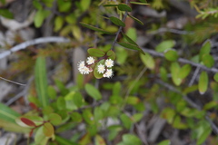 Homalium buxifolium