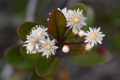 Homalium buxifolium