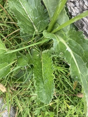 Senecio smithii