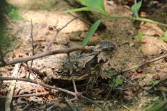 Phrynosoma coronatum