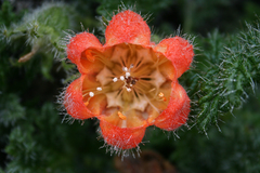 Caiophora chuquitensis