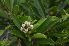 Coelospermum nomac