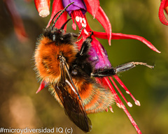 Bombus dahlbomii