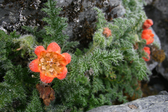 Caiophora chuquitensis