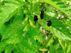 Diactor bilineatus