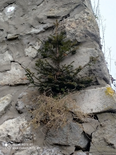 jedľa (Abies)