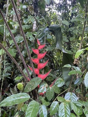 Heliconia stricta